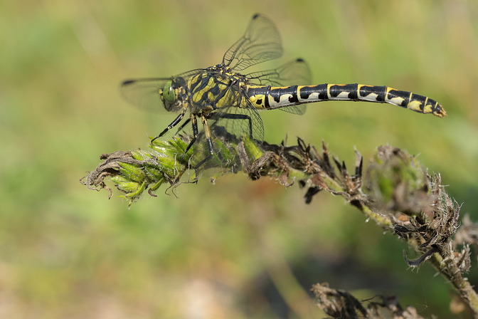 Kleine Zangenlibelle