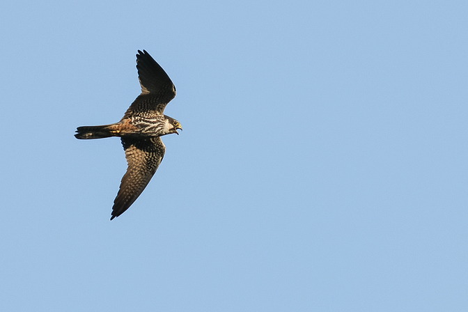 Baumfalke