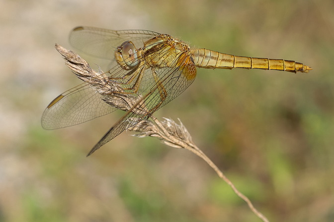 Feuerlibelle