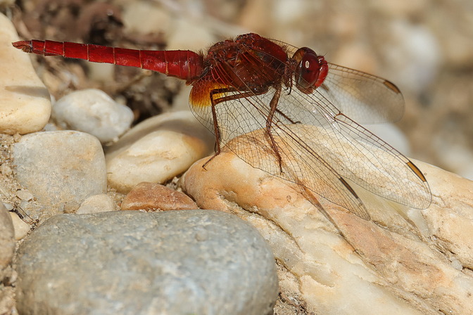 Feuerlibelle