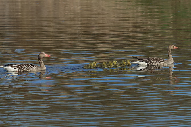 Familie Graugans