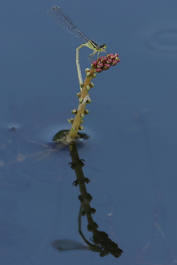 Große Pechlibelle