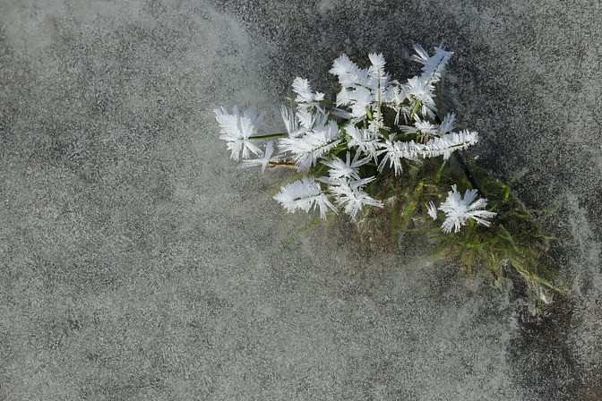 Eingefrorene Gräser mit Raureifkristallen