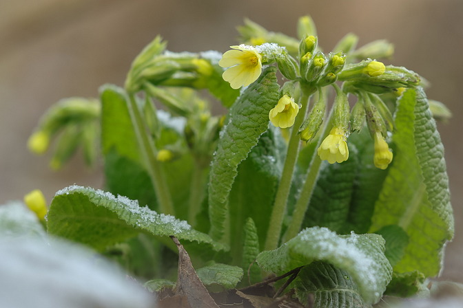Schlüsselblume