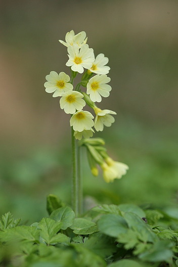 Hohe Schlüsselblume