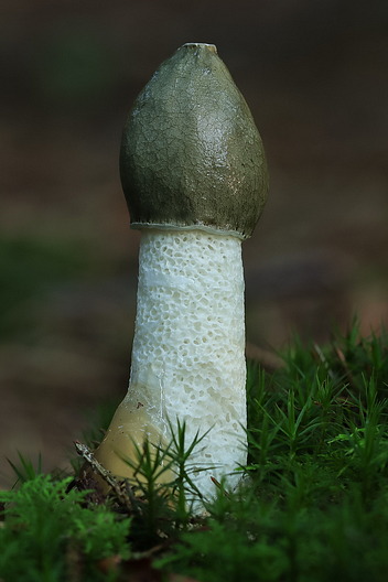 Gemeine Stinkmorchel