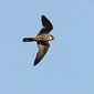 Baumfalke