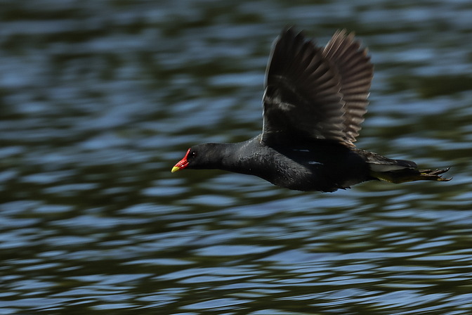 Fliegendes Teichhuhn