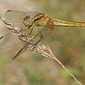 Feuerlibelle