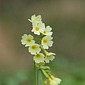 Hohe Schl&uuml;sselblume