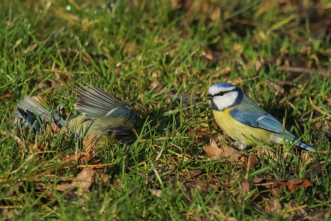 Blaumeisen