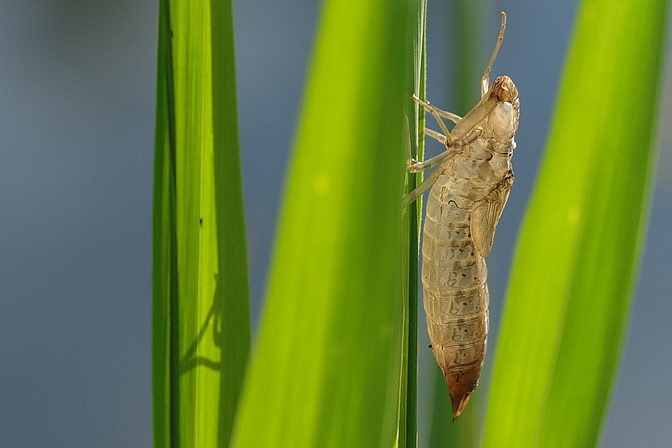 Exuvie Große Koenigslibelle