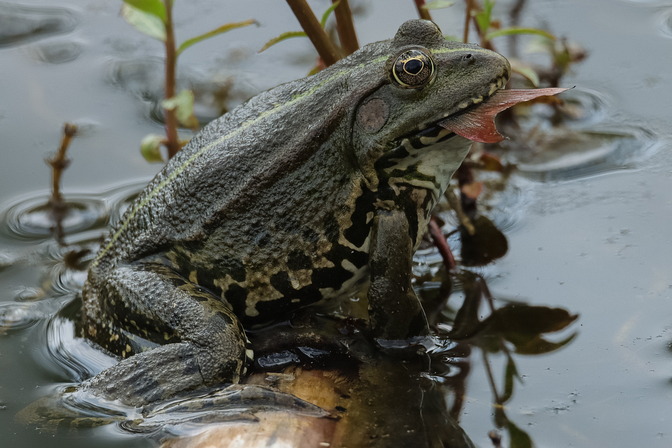 Frosch erbeutet Fisch