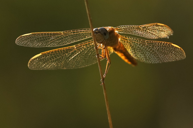 Feuerlibelle