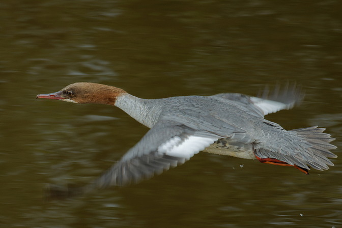 Gänsesäger