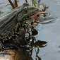 Frosch erbeutet Fisch