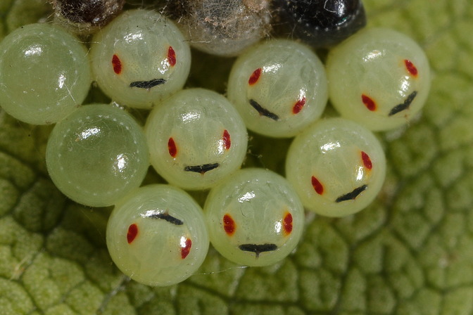 Smileys