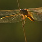 Feuerlibelle