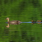 Stockente mit K&uuml;ken