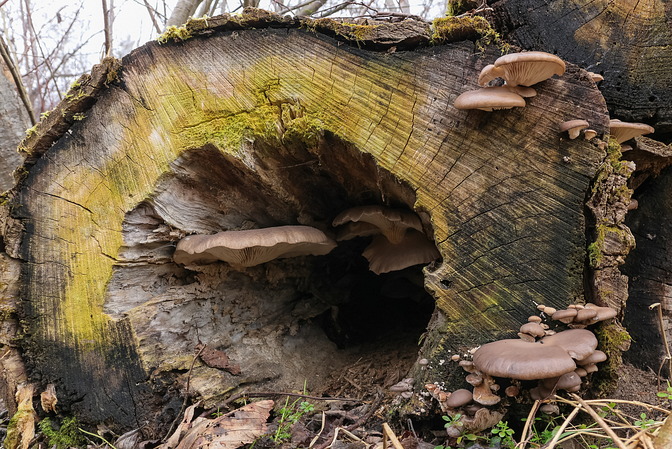 Austernseitlinge
