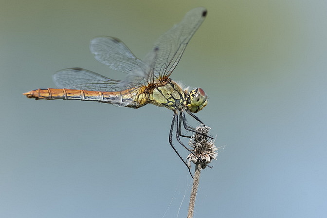 Blutrote Heidelibelle 