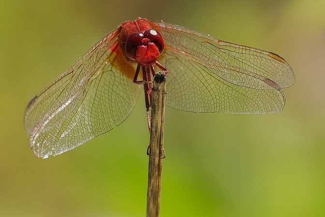 Feuerlibelle