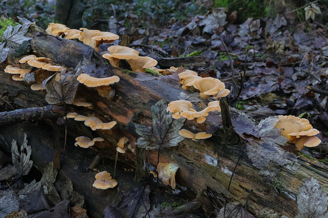Orangeseitlinge