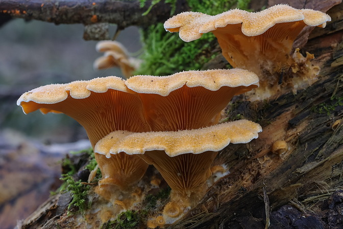 Orangeseitlinge