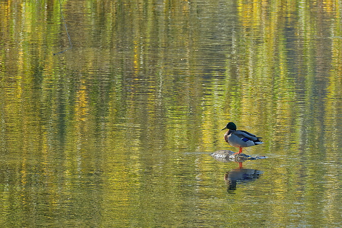 Stockente