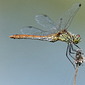 Blutrote Heidelibelle 
