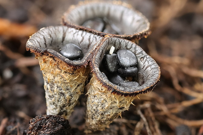 Dung-Teuerlinge