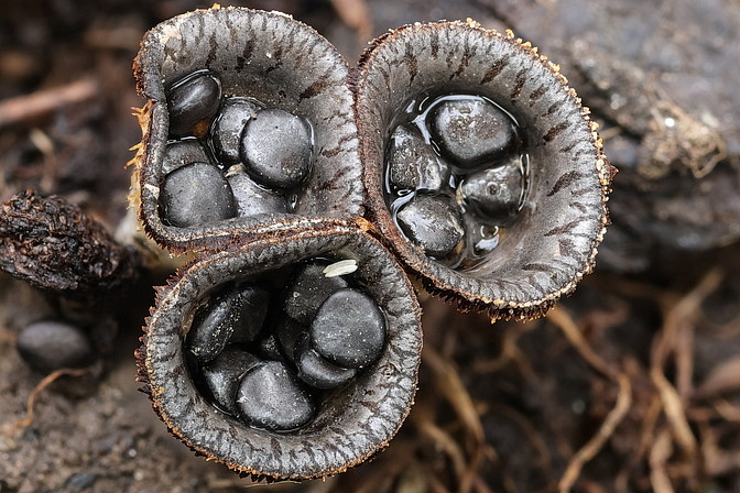 Dung-Teuerlinge