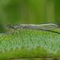 Gabel-Azurjungfer