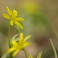 Gew&ouml;hnlicher Gelbstern / Wald-Gelbstern