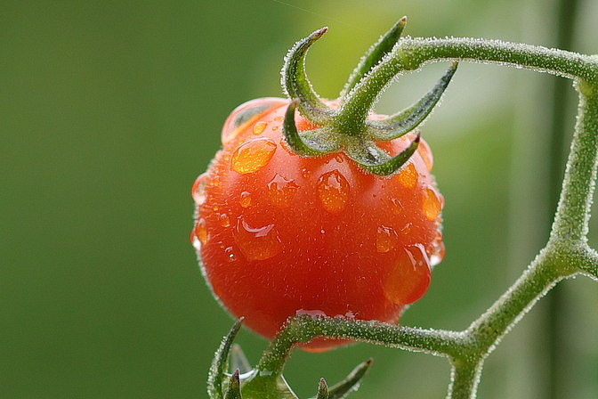 Tomatengesicht