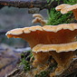 Orangeseitlinge