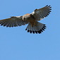Turmfalke