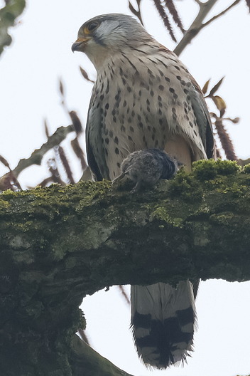 Turmfalke