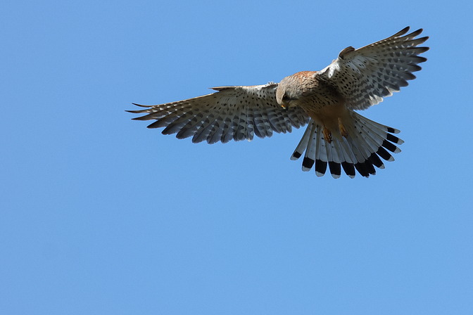 Turmfalke