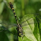 Kleine Zangenlibelle