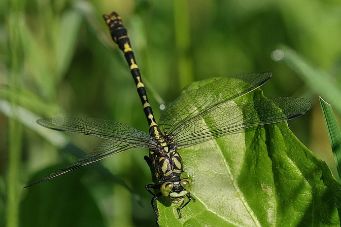 Kleine Zangenlibelle