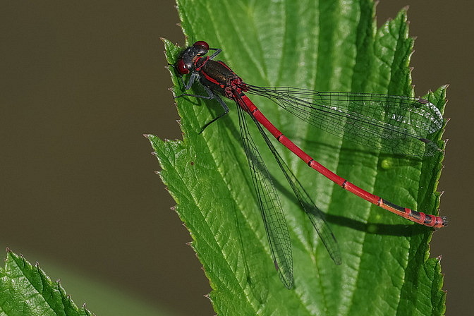 Frühe Adonislibelle