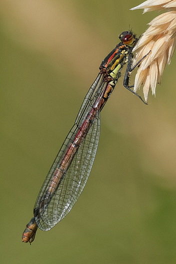 Frühe Adonislibelle
