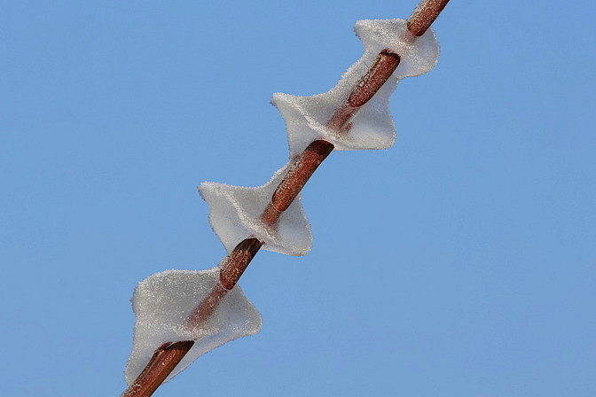 Eis-Schaslik