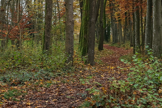 Waldweg im Mischwald