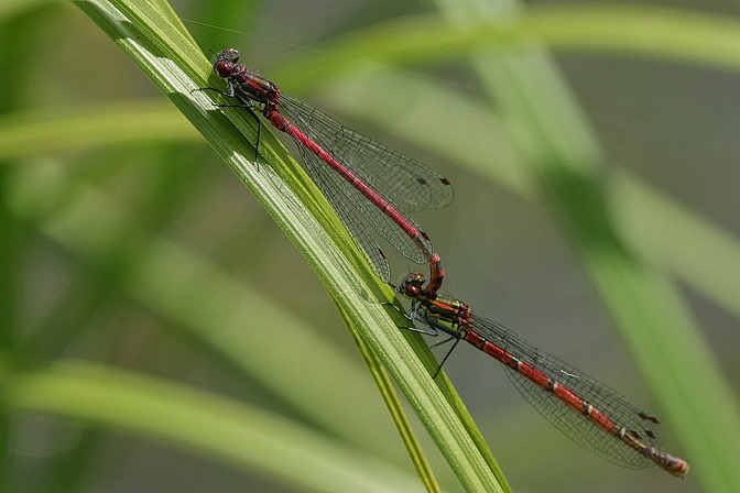 Frühe Adonislibelle