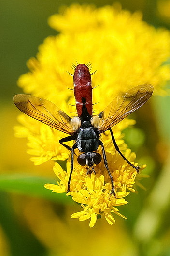 Zweifarbige Raupenfliege
