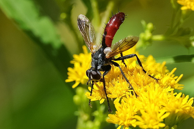 Zweifarbige Raupenfliege