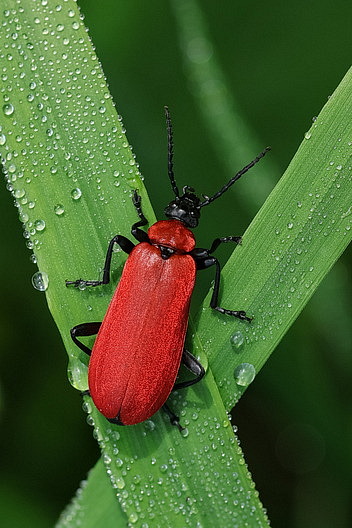 Scharlachroter Feuerkäfer