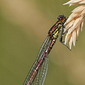 Fr&uuml;he Adonislibelle